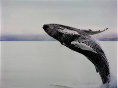 Glass Print Whale Picture - G5829