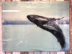 Glass Print Whale Picture - G5829